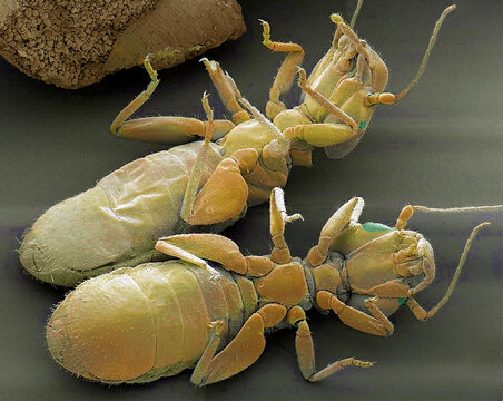 Flour beetle larva, SEM