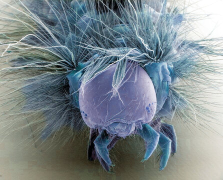 Vapourer moth caterpillar, SEM