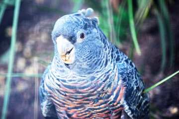 The male gang-gang parrot has a small, stocky cockatoo with a wispy grey crest, large, broad wings...