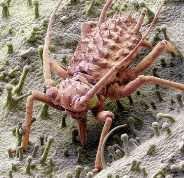 Feeding aphid, SEM