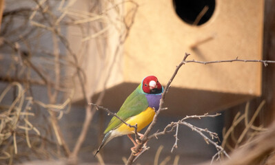 The gouldian  finch is a small bird, with a bright green back, yellow belly and a purple breast. The facial colour is usually black.
