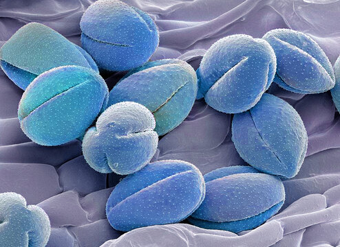 Pasque flower pollen, SEM