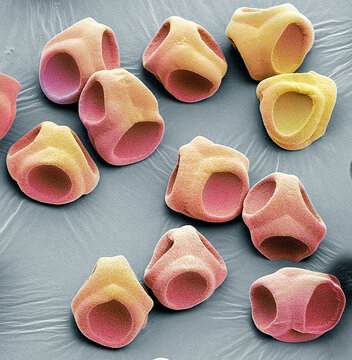 Periwinkle pollen, SEM