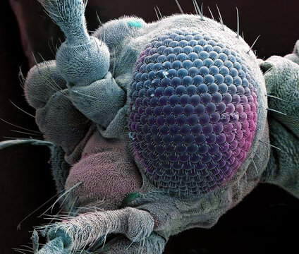 Buzzer midge, SEM