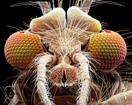 Buzzer midge, SEM