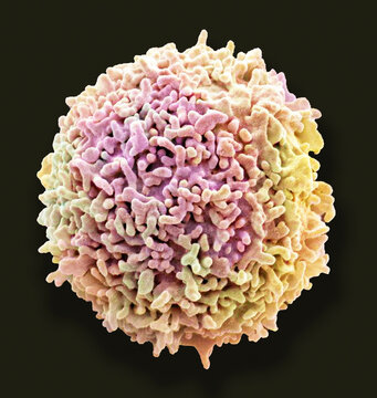 Resting T lymphocyte, SEM