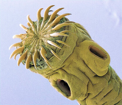 Pork tapeworm, SEM
