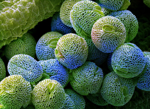 Pelargonium pollen, SEM