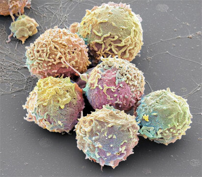White blood cells, SEM
