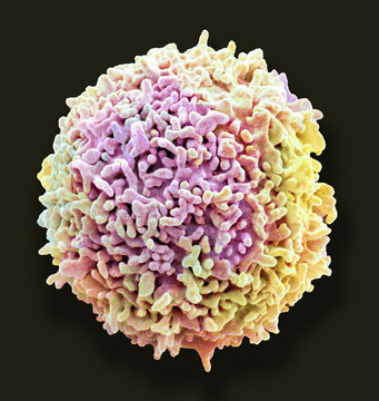 Resting T lymphocyte