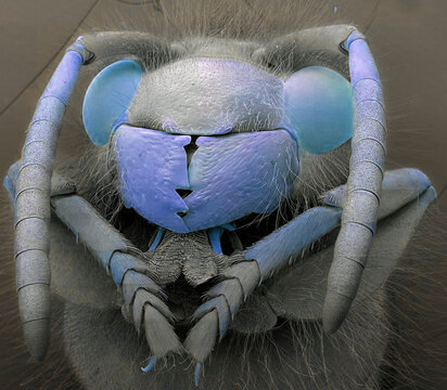 Wasp, SEM