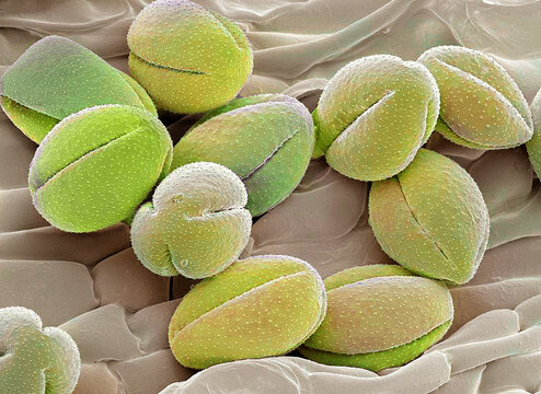 Pasque flower pollen, SEM
