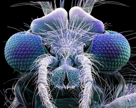 Buzzer midge, SEM