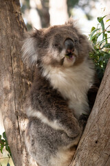 the Koala has a large round head, big furry ears and big black nose.