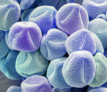Salvia pollen grains, SEM