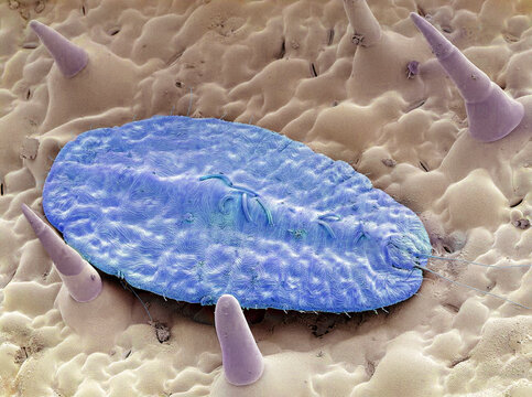 Scale insect, SEM