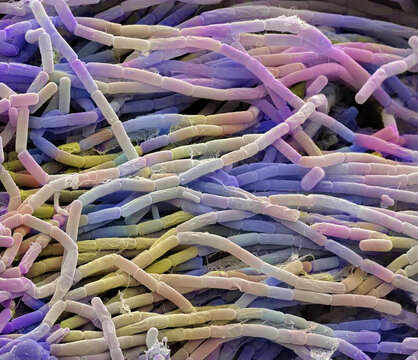 Bacillus megaterium bacterial colony, SEM
