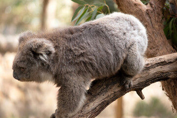 the Koala has a large round head, big furry ears and big black nose. Their fur is usually grey-brown in color with white fur on the chest, inner arms, ears and bottom.