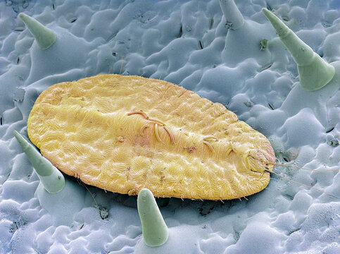 Scale insect, SEM