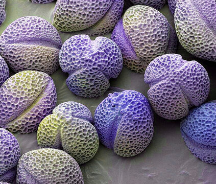 Hellebore pollen, SEM