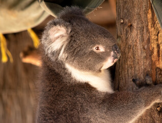 the Koala has a large round head, big furry ears and big black nose. Their fur is usually grey-brown in color with white fur on the chest, inner arms, ears and bottom.