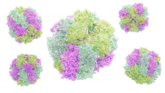 RuBisCO enzyme, illustration