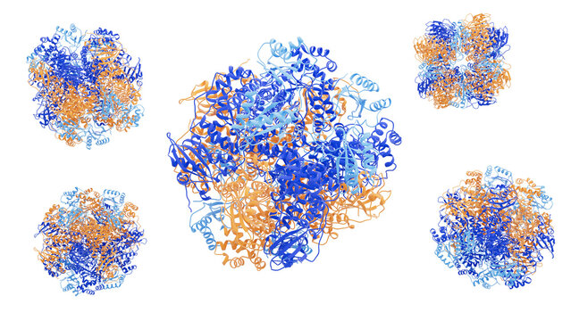RuBisCO enzyme structure, illustration
