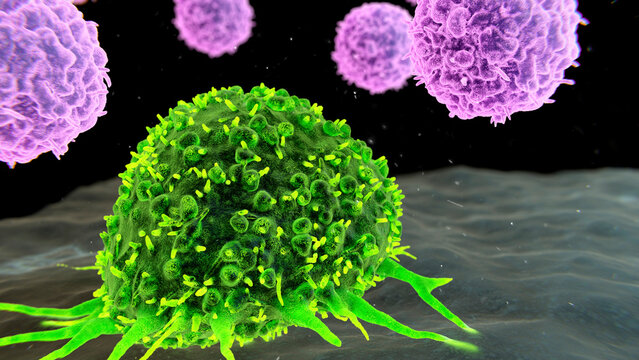 Cellular immunotherapy for cancer treatment, illustration