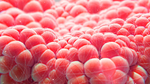 Fat tissue, illustration