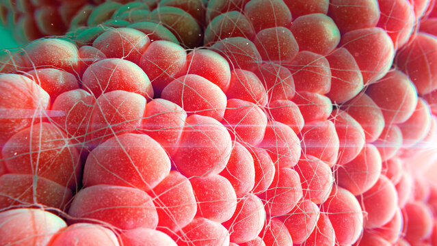 Fat cells, illustration