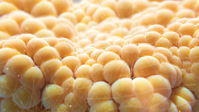 Fat cells, illustration