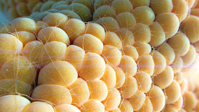 Fat cells, illustration