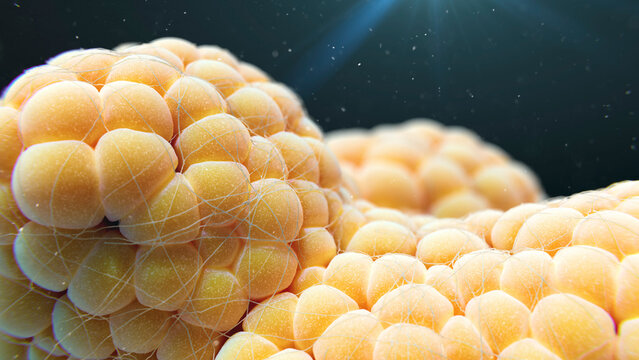 Fat cells, illustration