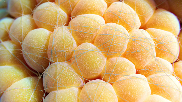 Fat cells, illustration
