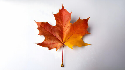 紅葉した１枚のカエデの葉