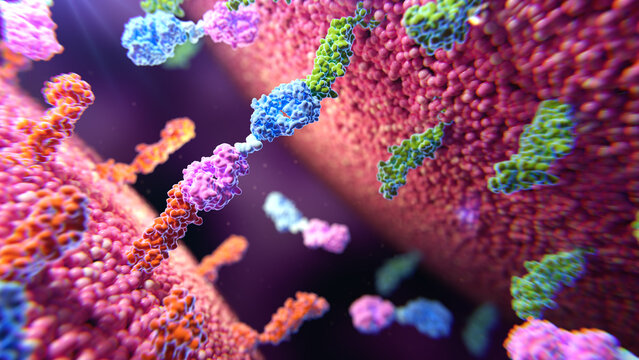 Bispecific T cell engager protein, illustration