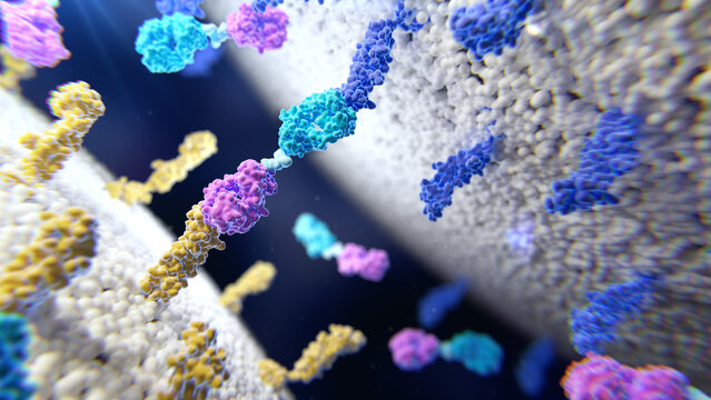 Bispecific T cell engager protein, illustration