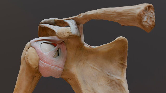 Anterior view of glenohumeral joint, illustration