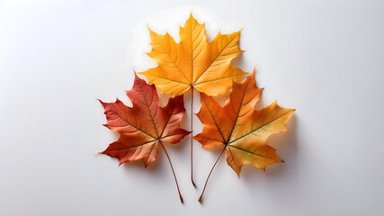 紅葉した３枚のカエデの葉