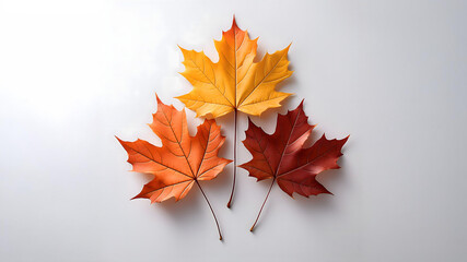 紅葉した３枚のカエデの葉