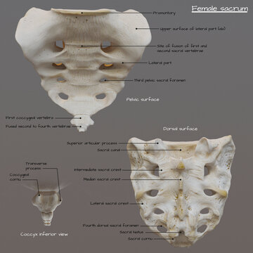 Anatomy of female sacrum, illustration