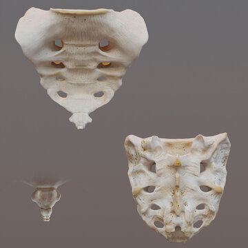 Anatomy of female sacrum, illustration