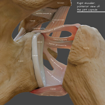 Glenohumeral ligaments of the shoulder, illustration