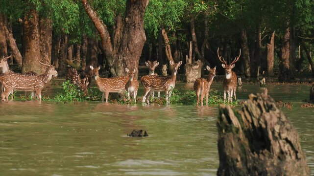 A group of spotted deer feeding during the high tidal water in the Sundarbans.4K 60p footage.