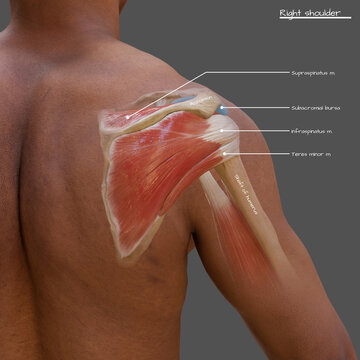 Posterior view of rotator cuff, illustration