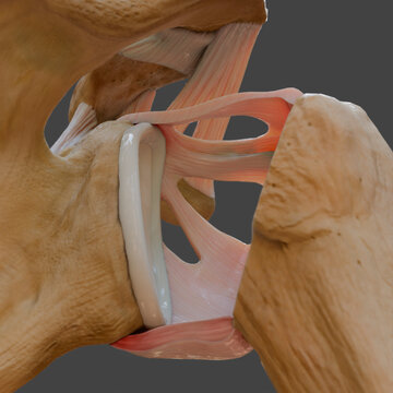 Glenohumeral ligaments of the shoulder, illustration