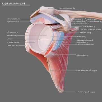 Rotator cuff and glenohumeral joint, illustration
