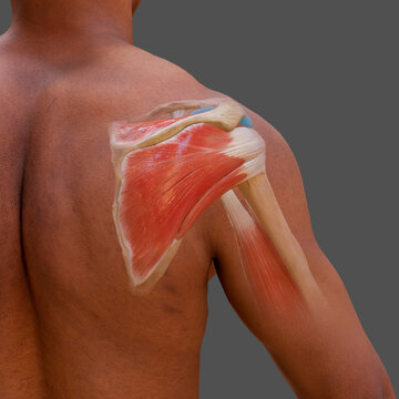 Posterior view of rotator cuff, illustration