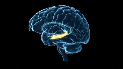 Human brain hippocampus, illustration