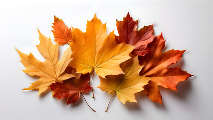 紅葉したランダムに重ねたカエデの葉